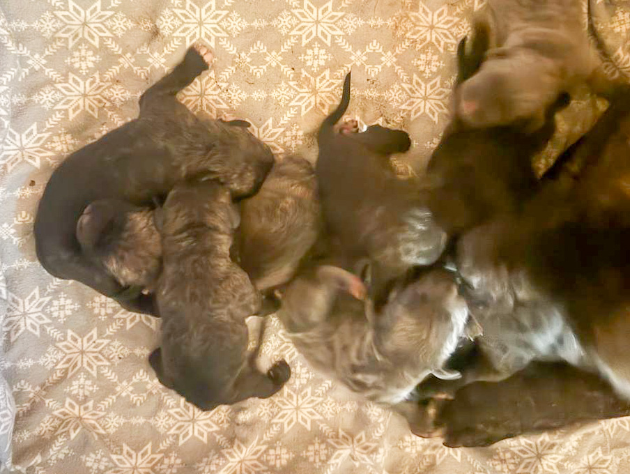 Here are the puppies!